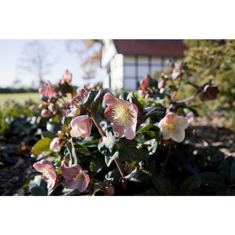 Helleborus 4.5L Pot Maestro
