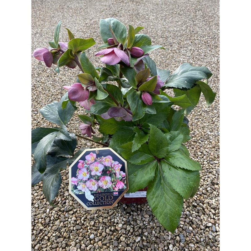 Helleborus Ice N’ Roses Early Rose 4.5L