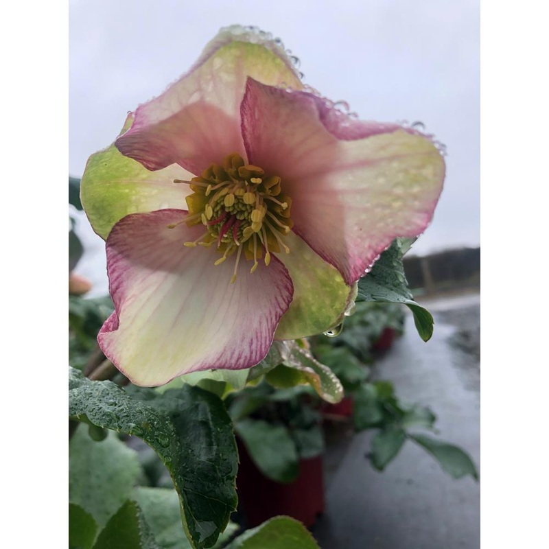 Helleborus  Pot Ice N’ Roses Picotee 4.5L