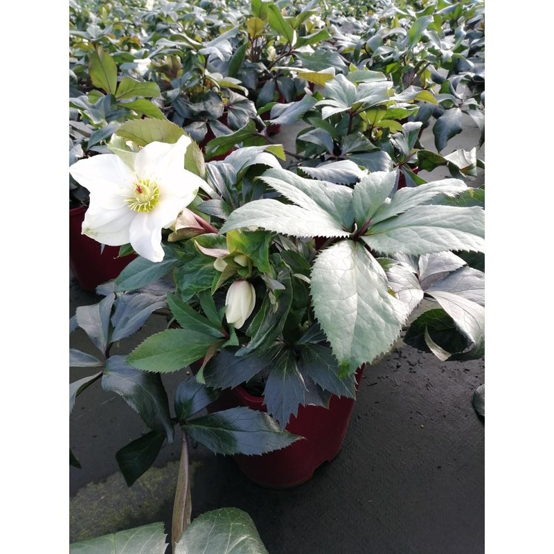 Helleborus Pot Ice N’ Roses White 4.5L