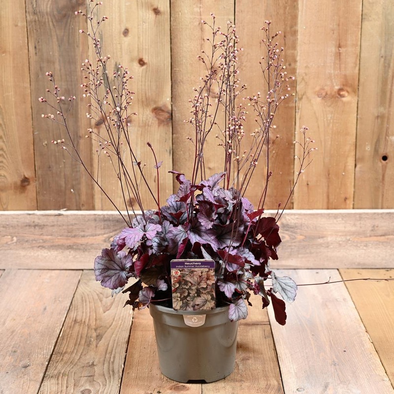 Heuchera Huckleberry 3 L