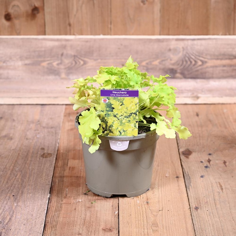 Heuchera Lime Marmalade 3L