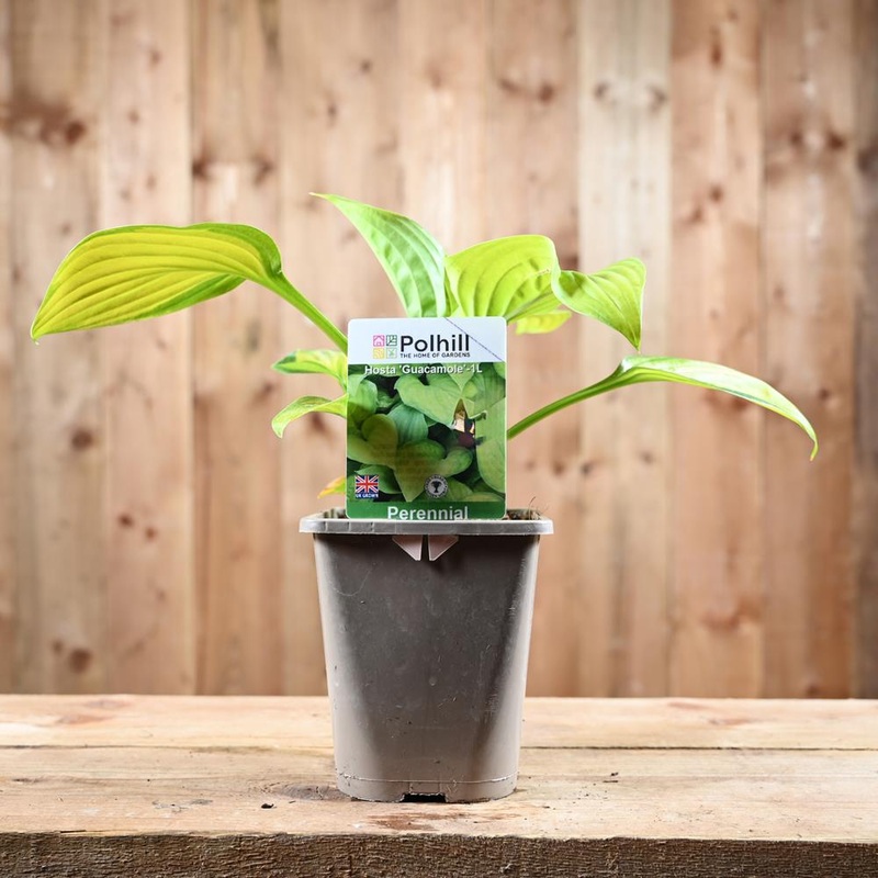 Hosta Guacamole 1L