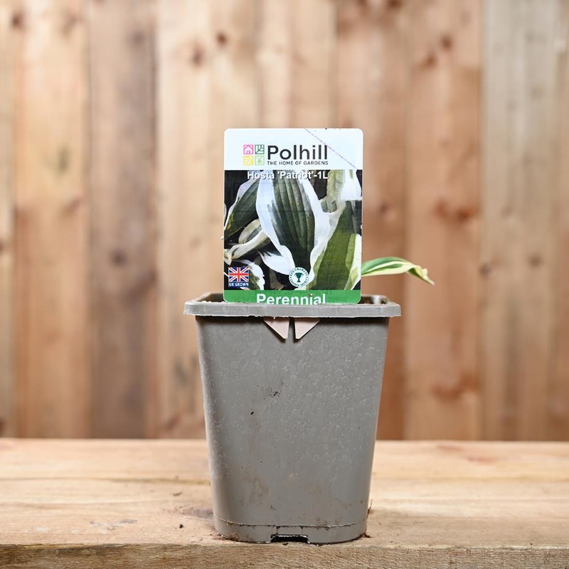 Hosta Patriot 1L