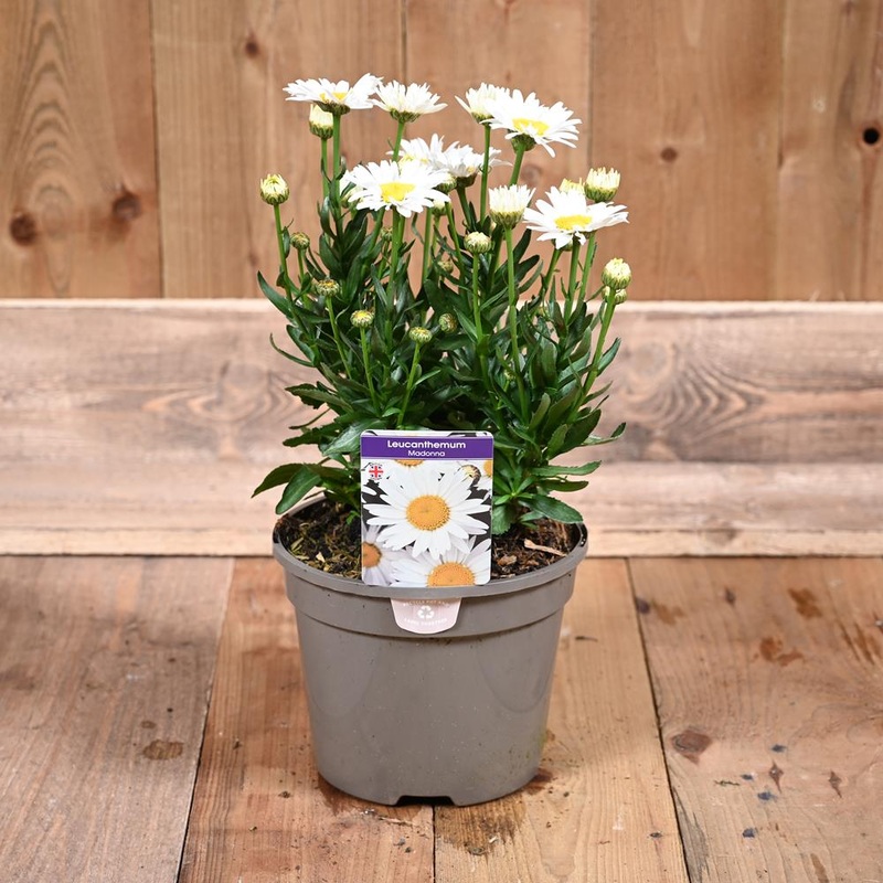 Leucanthemum Madonna 3L
