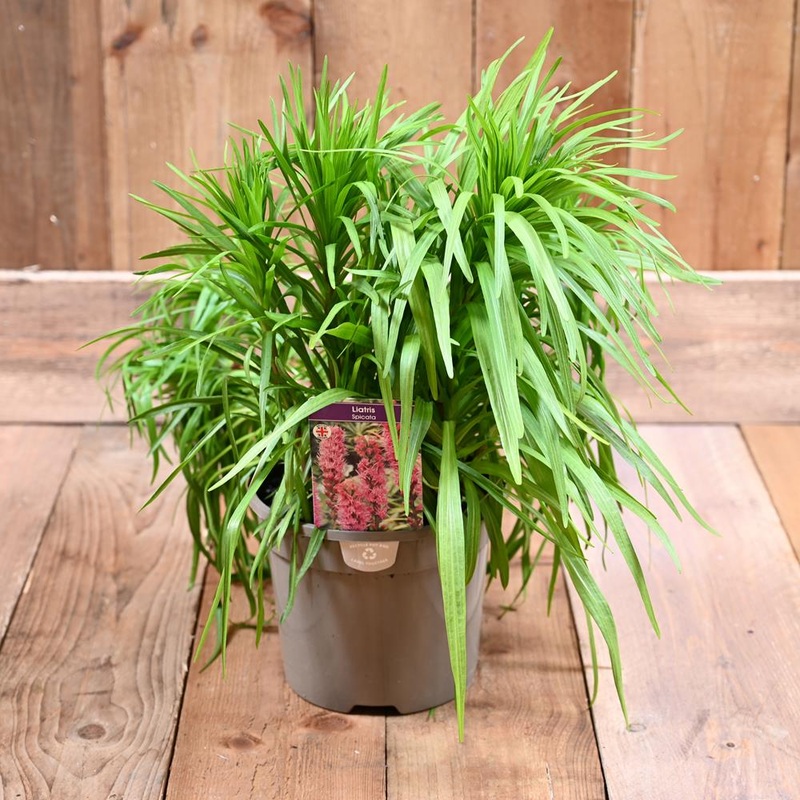 Liatris Spicata (Purple) 3 L