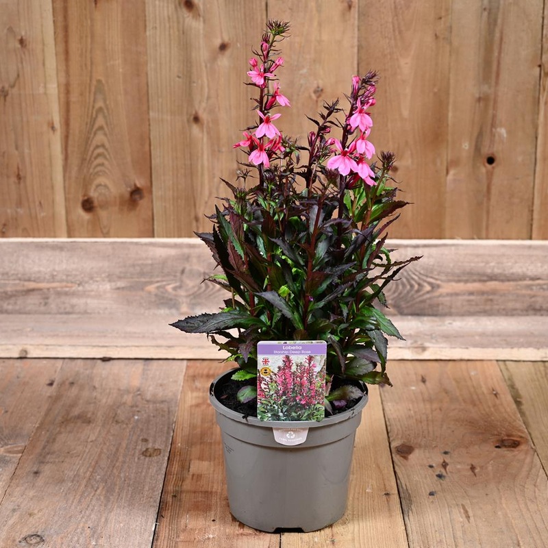 Lobelia Starship Deep Rose 3L