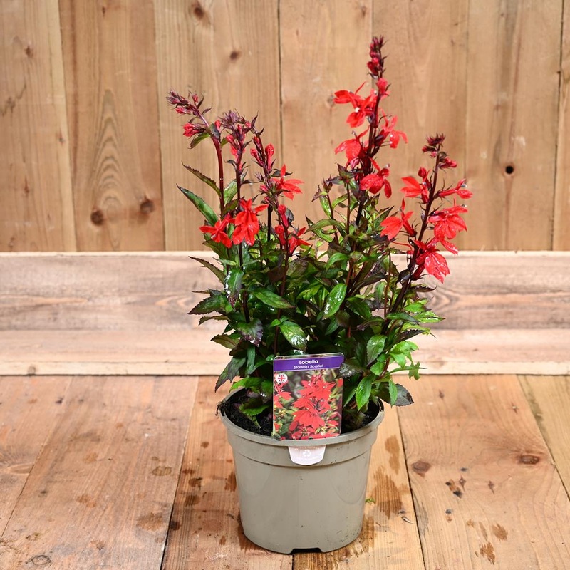 Lobelia Starship Scarlet 3L