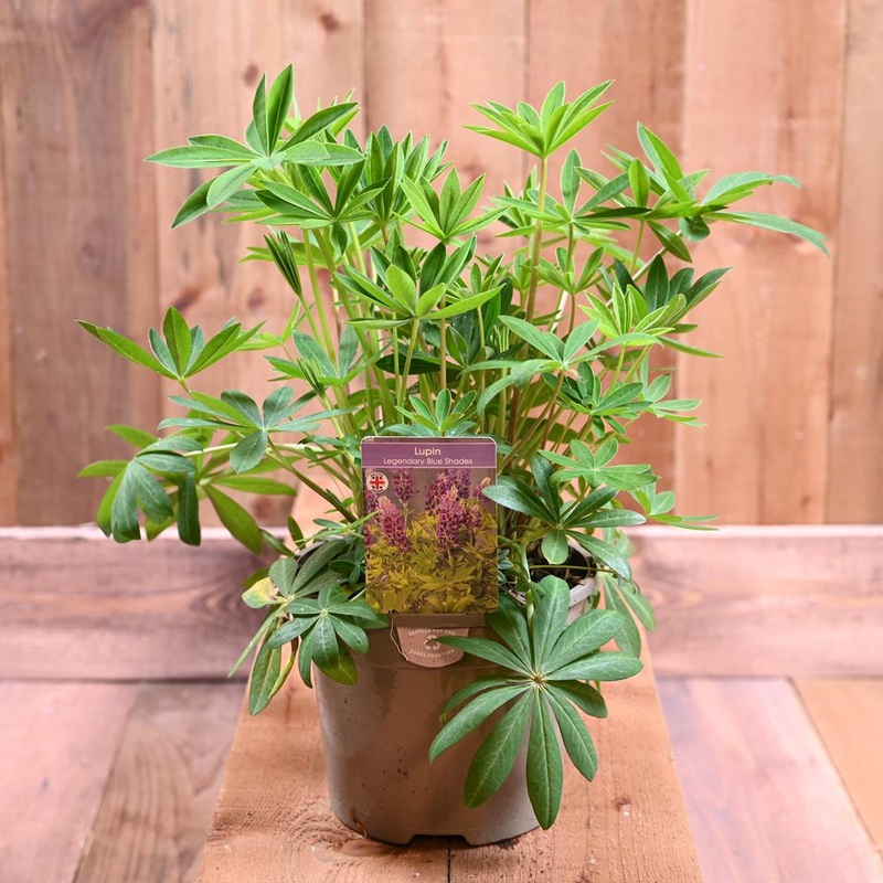 Lupin Legendary Blue Shades 3L
