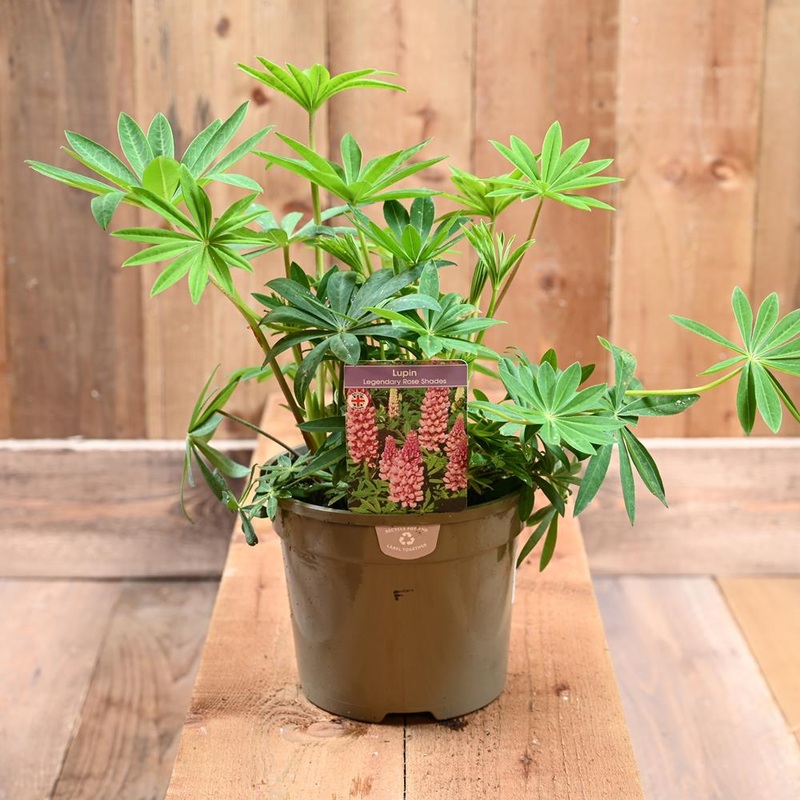 Lupin Legendary Rose Shades 3L