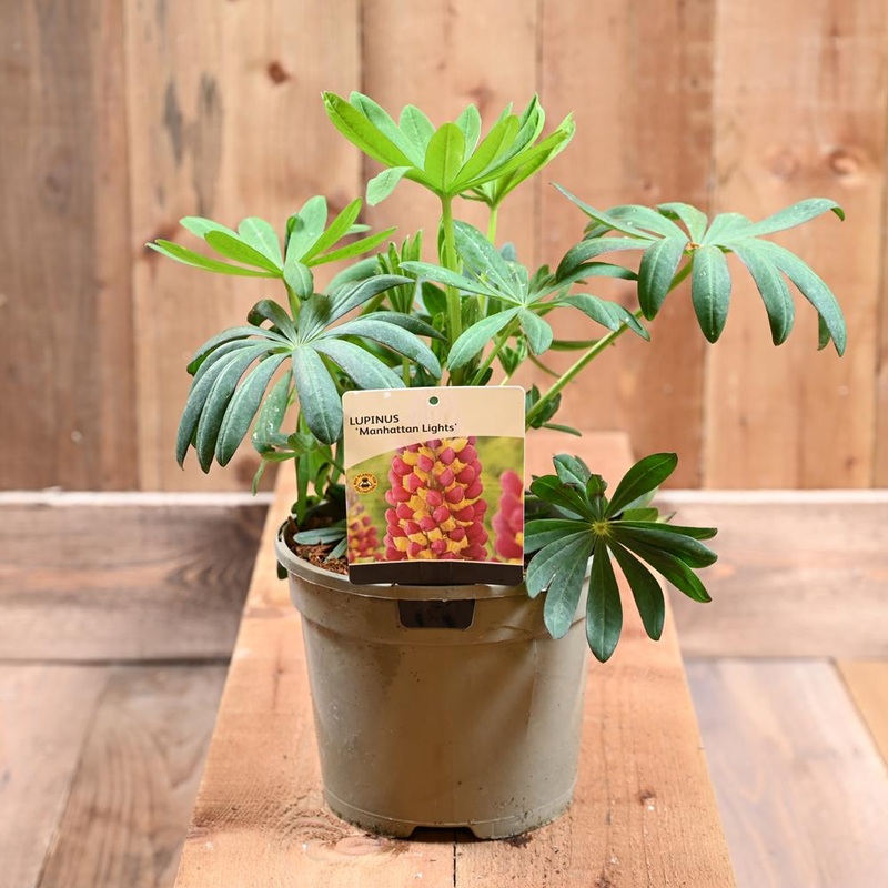 Lupin Westcountry Manhatten Lights  3L