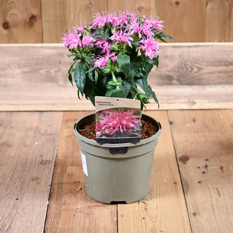 Monarda Balmy Lilac 3L