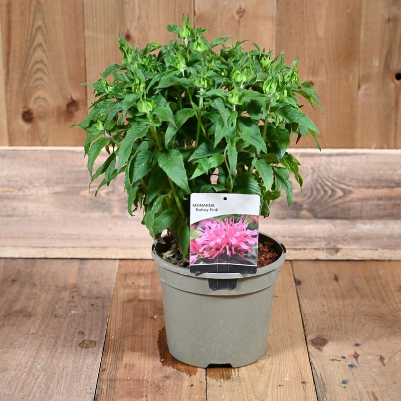 Monarda Balmy Pink 3L