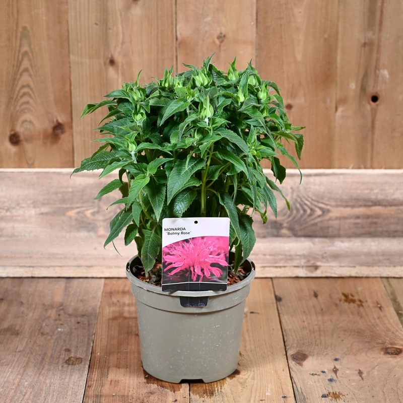 Monarda Balmy Rose 3L