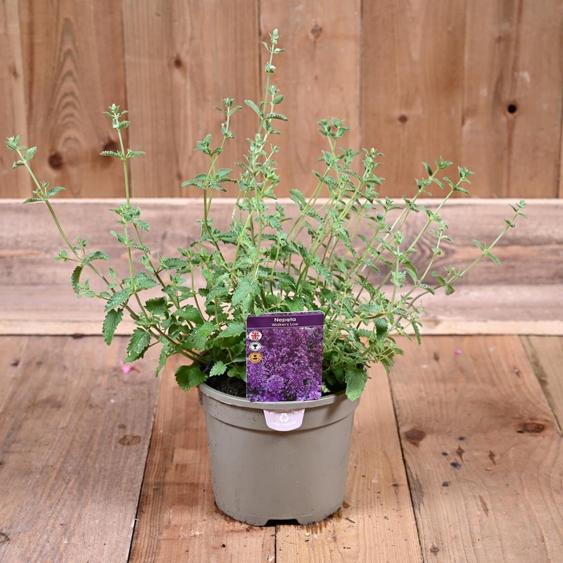 Nepeta Walkers Low 3L