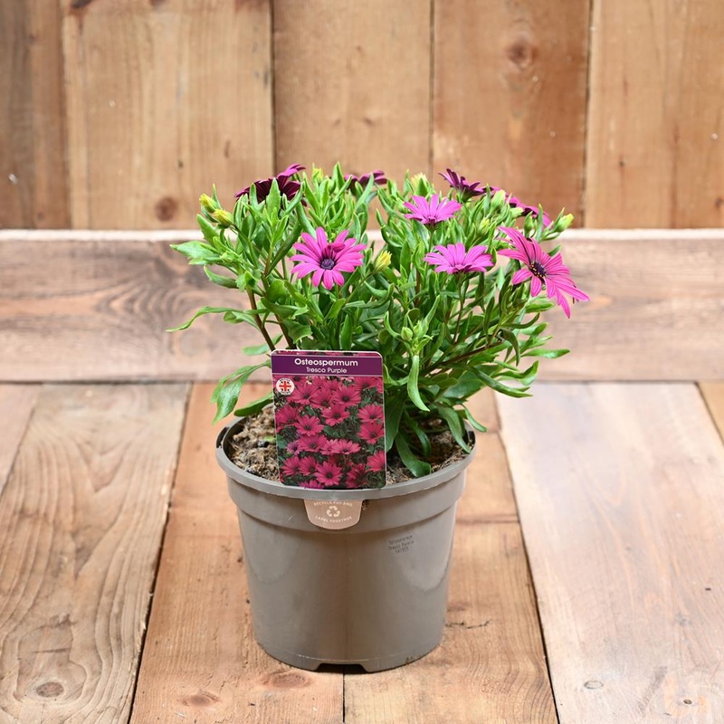 Osteospermum  Tresco Purple 3L