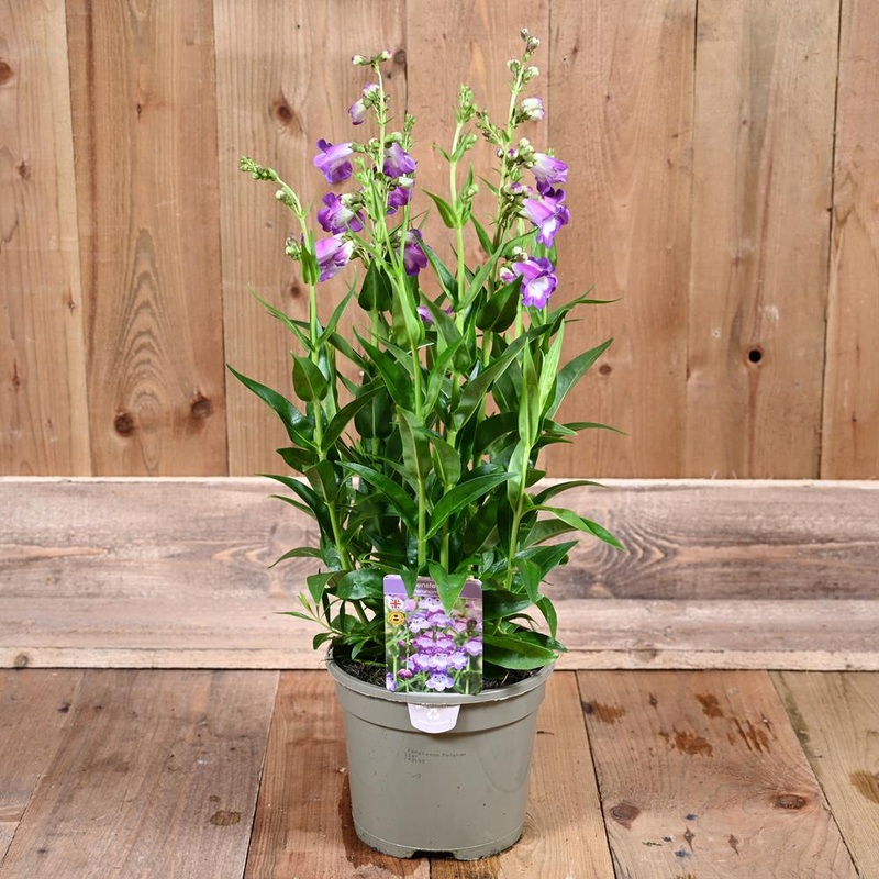 Penstemon Pensham Czar 3L