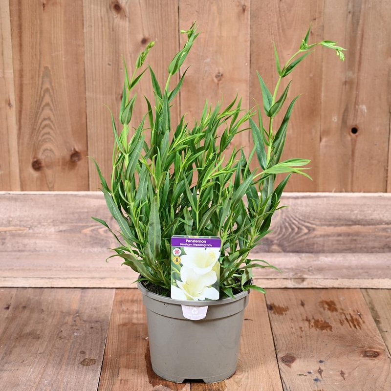 Penstemon Wedding Day 3L