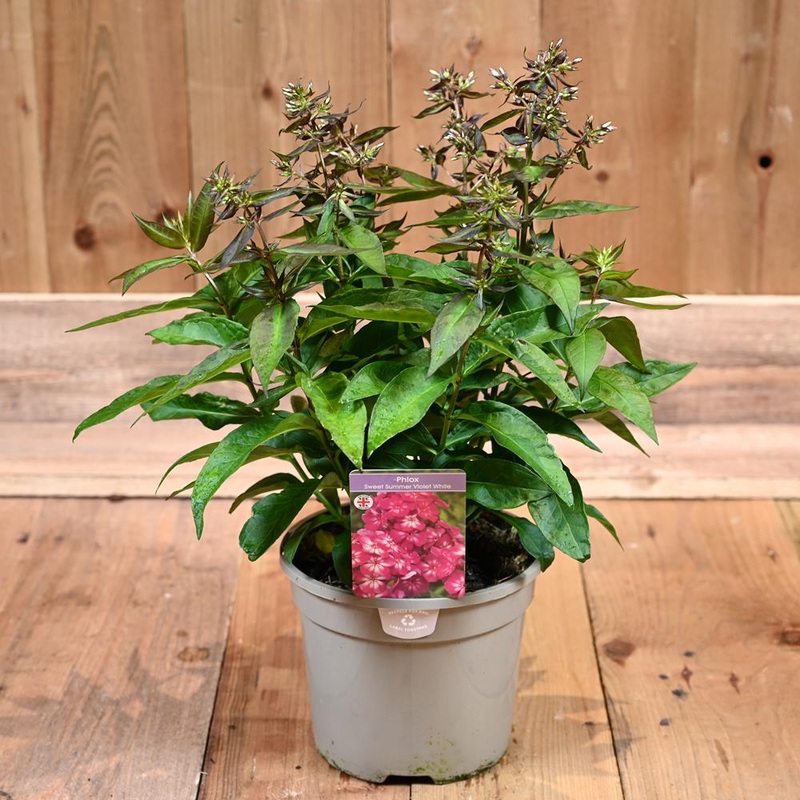 Phlox Sweet Summer Ditomsur Violet White 3L