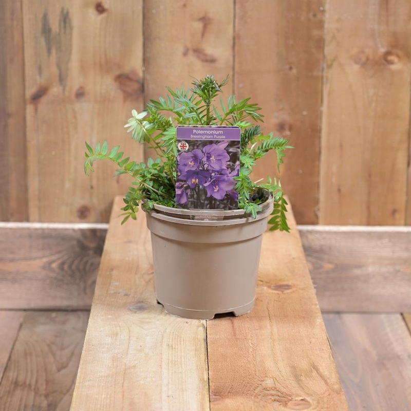 Polemonium Bressingham 2 Litre