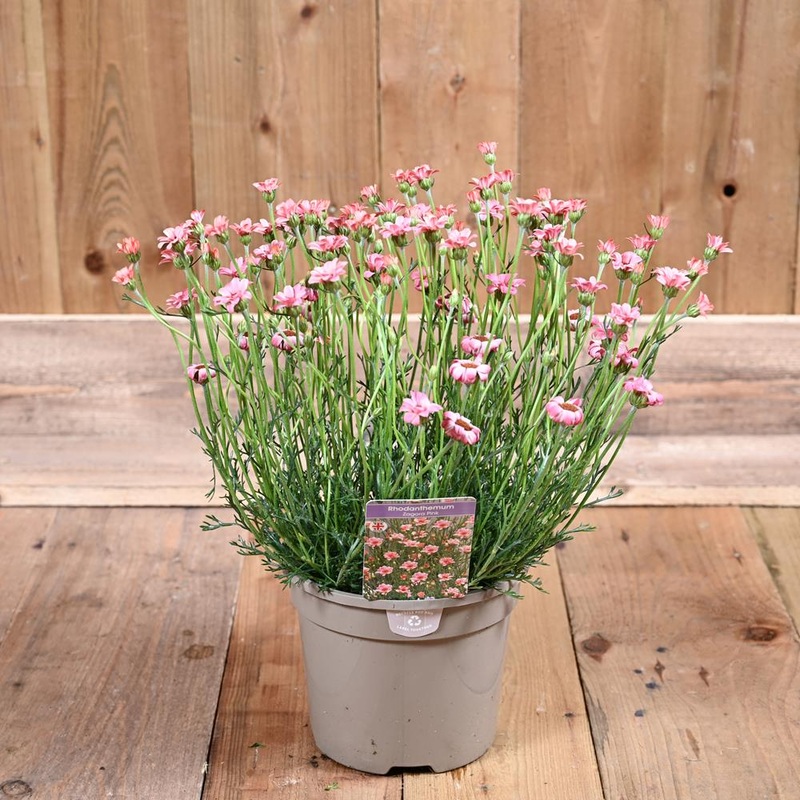 Rhodanthemum Zagora Pink 2 Litre