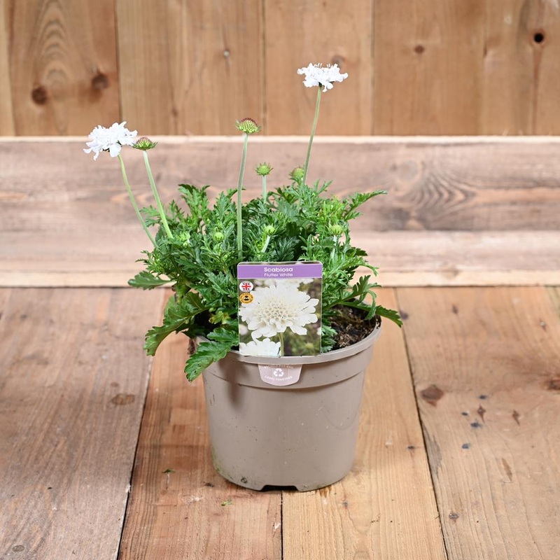 Scabiosa Flutter White Pure 3L