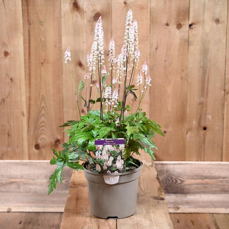 Tiarella Pink Sky Rocket 2L