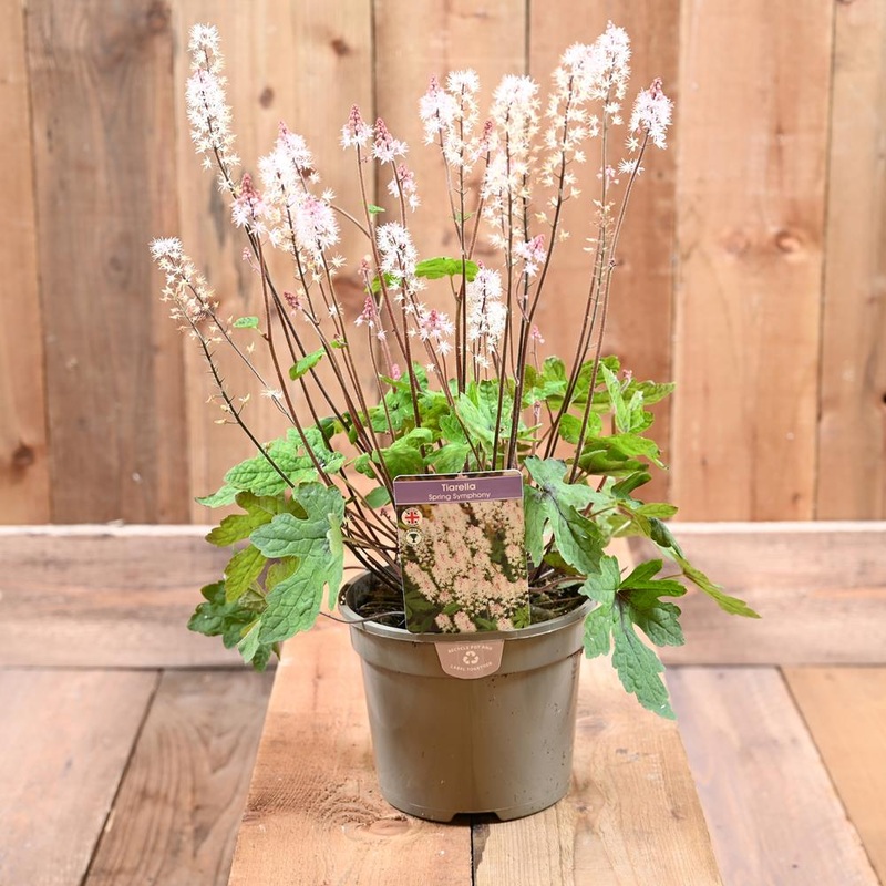 Tiarella Spring Symphony 2 L