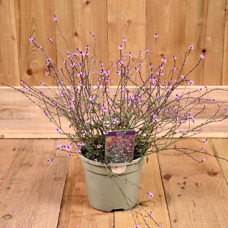 Verbena Bampton 3L