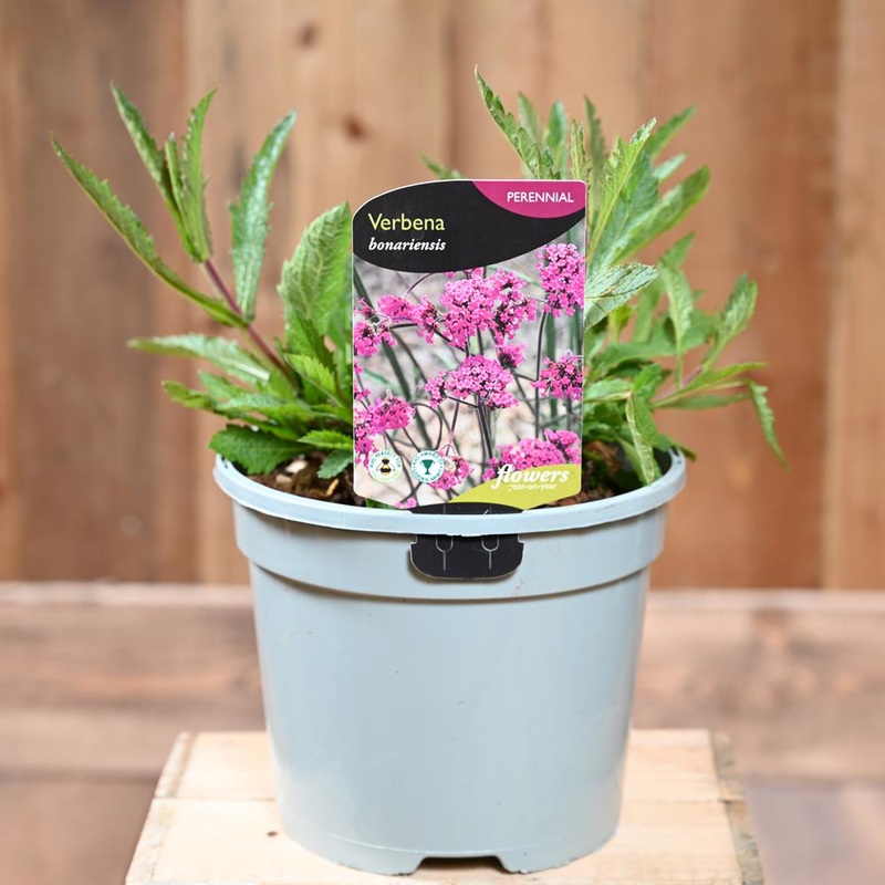 Verbena Bonariensis 2 L