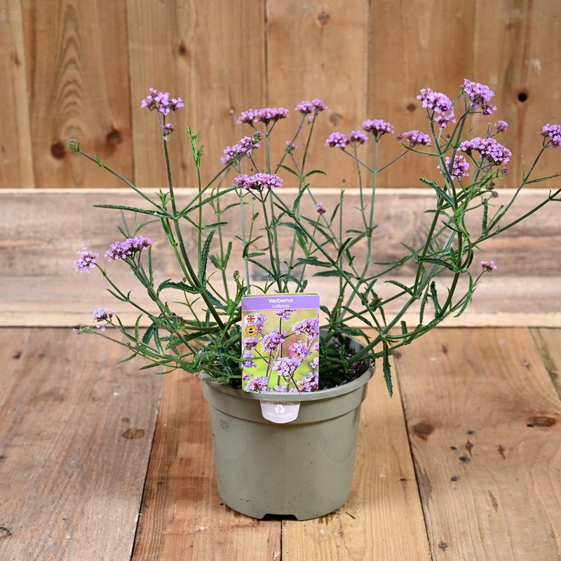 Verbena Lollipop 3L
