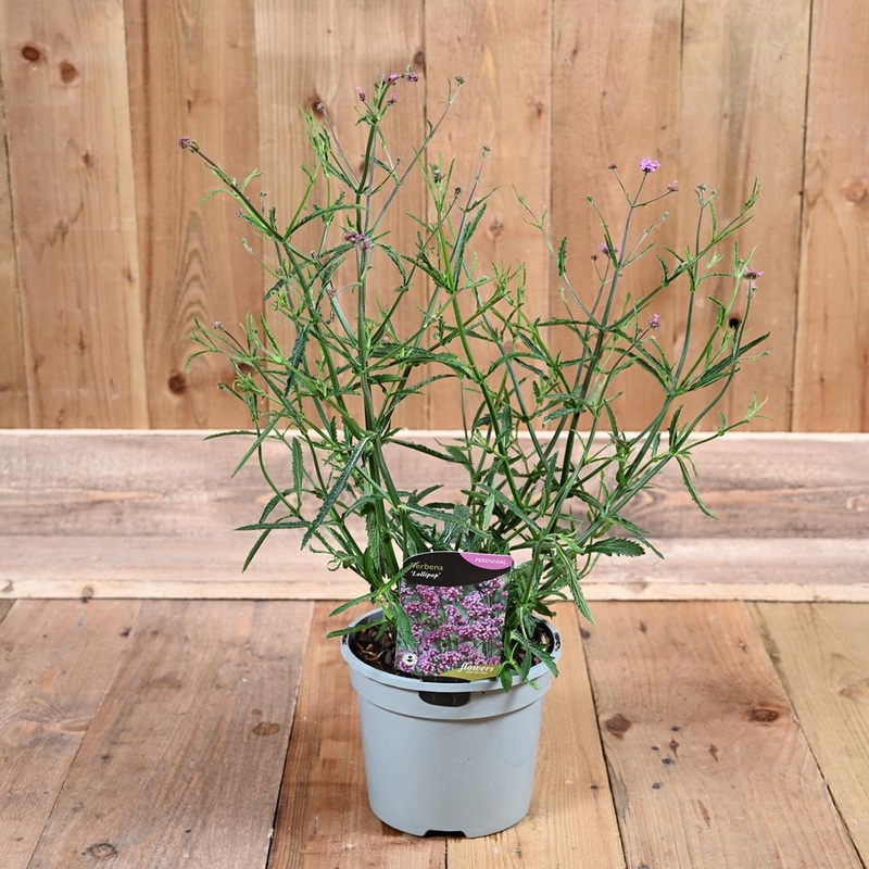 Verbena Rigida 3L