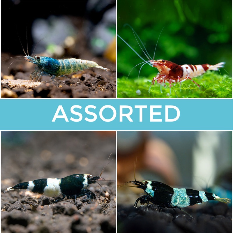 10 Assorted Taiwan Bee Shrimp|Imported
