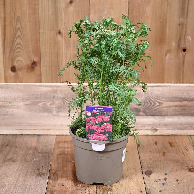 Achillea New Vintage Red 3L