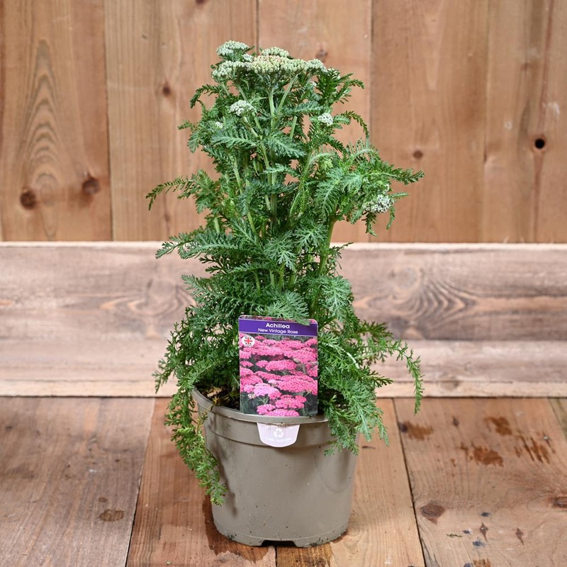Achillea New Vintage Rose 3L