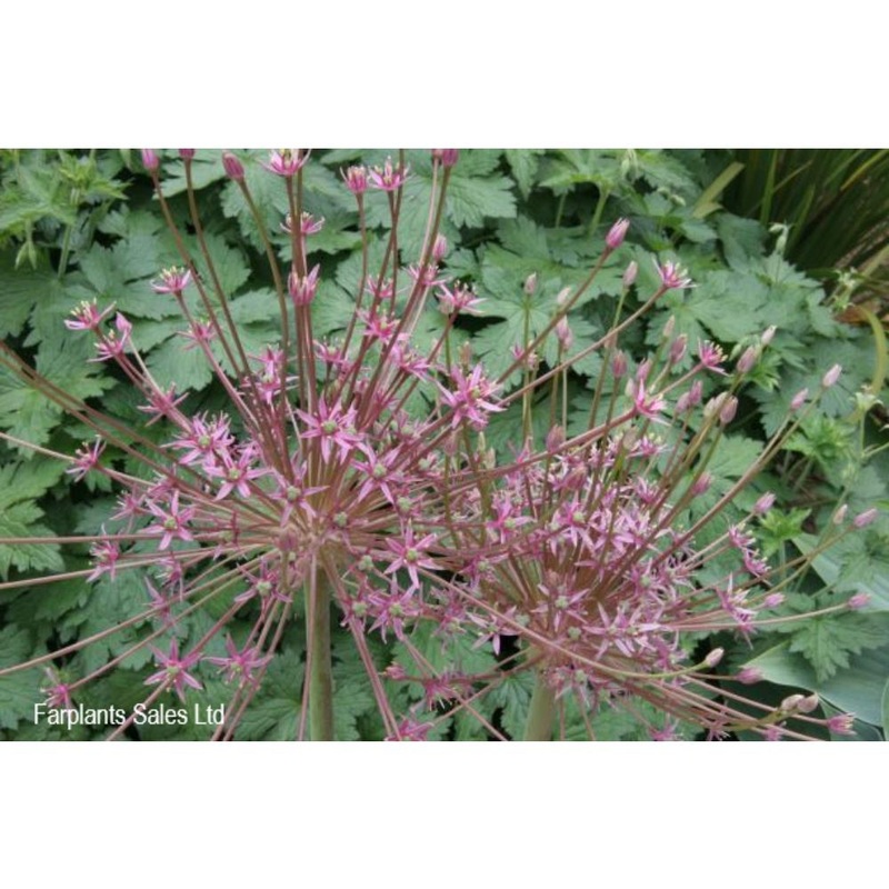 Allium Schubertii 2L