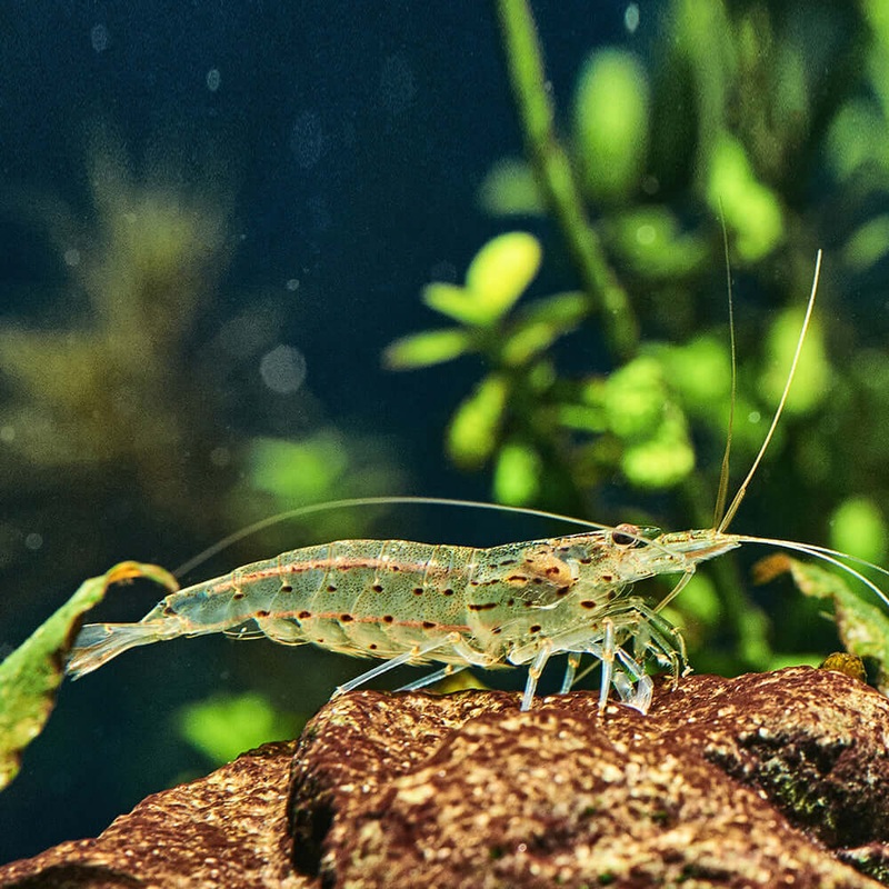 Amano Shrimp|Imported|5 Pack|10 Pack