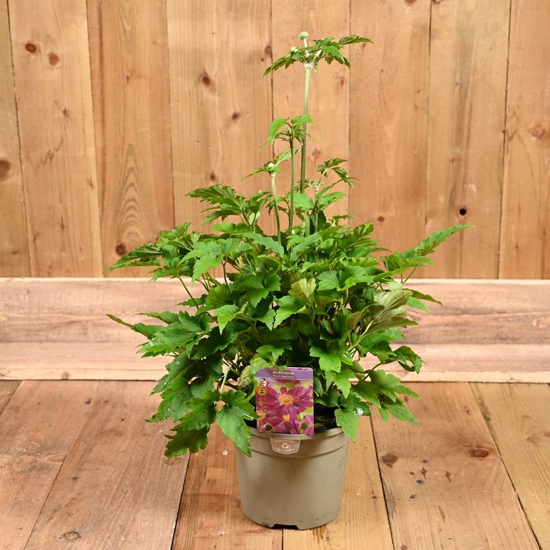 Anemone Prinz Heinrich 3L