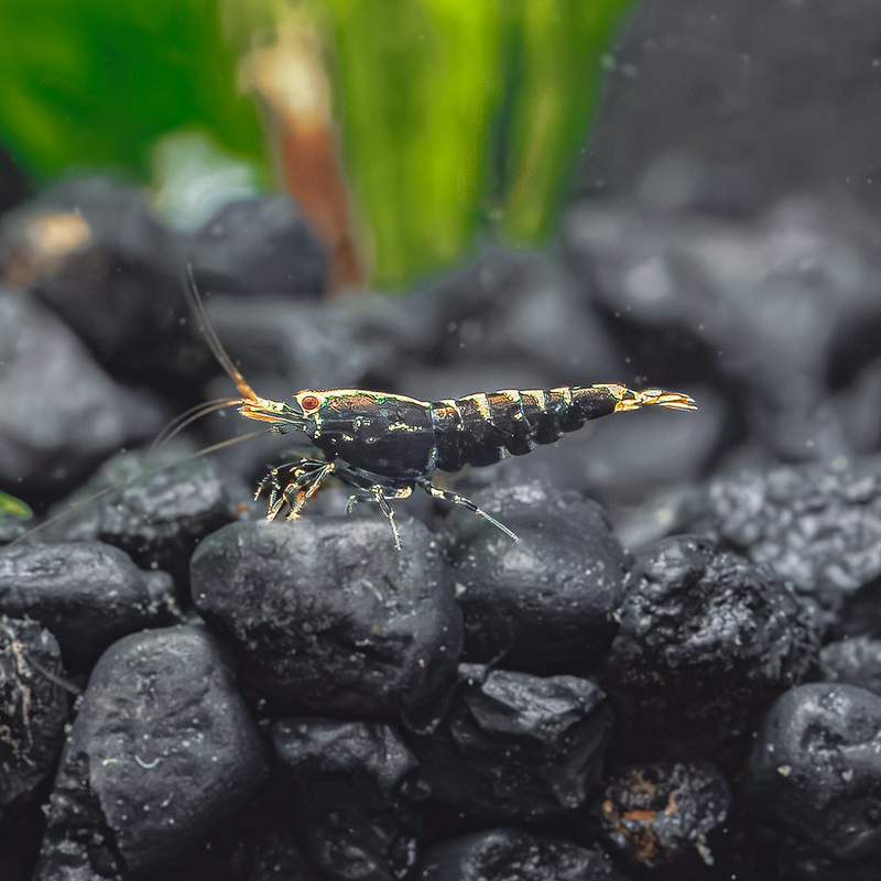 Black Galaxy Pintos – Mid Grade
