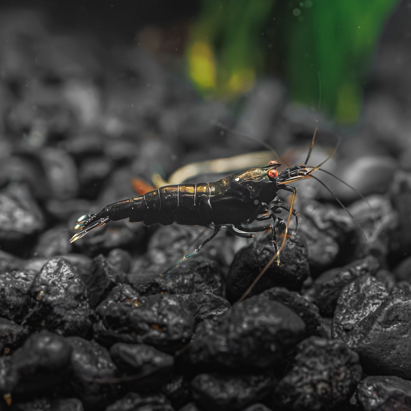 Black King Kong Extreme|Imported