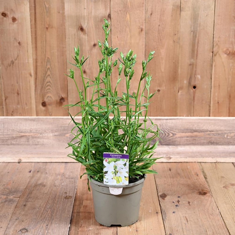 Campanula Takion White 3L