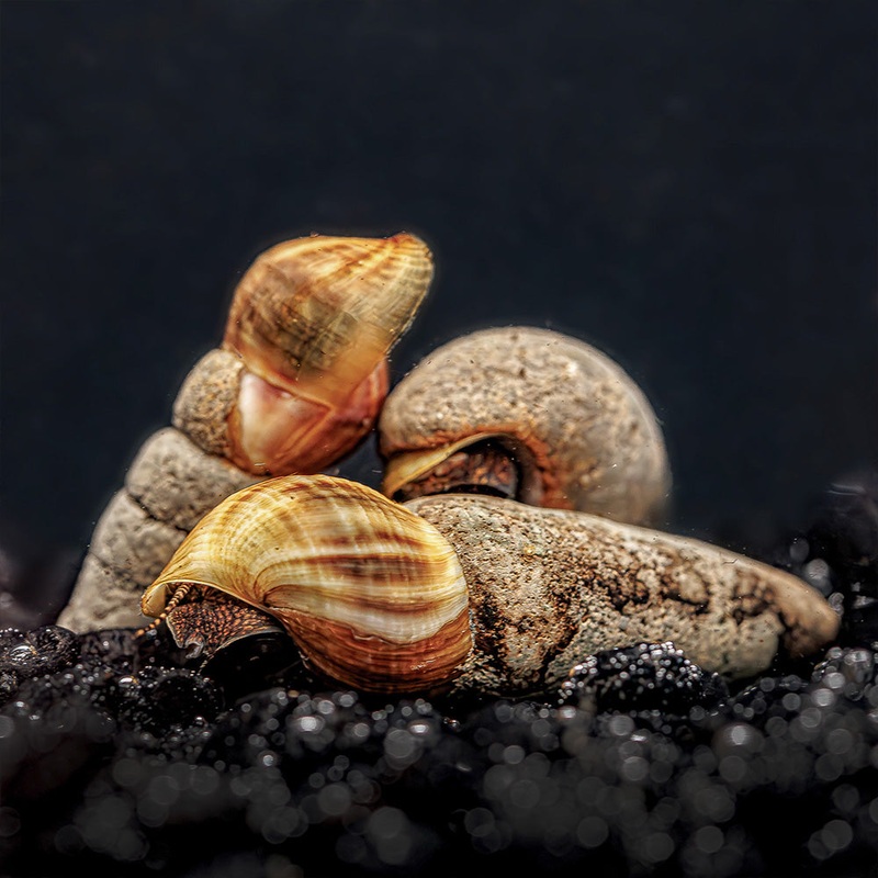 Chocolate Rabbit Snails|Imported|1 Snail
