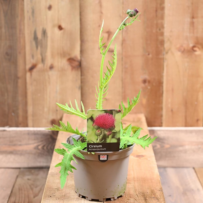Cirsium Atropurpureum 2L