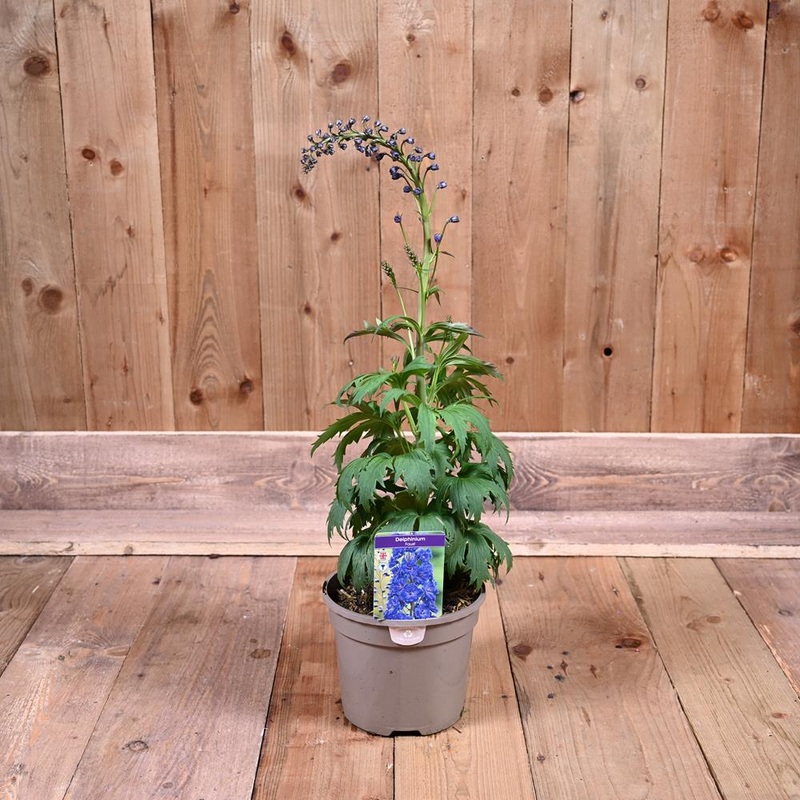 Delphinium Elatum Faust 3L