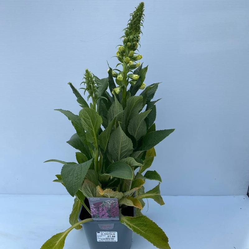 Digitalis 2L