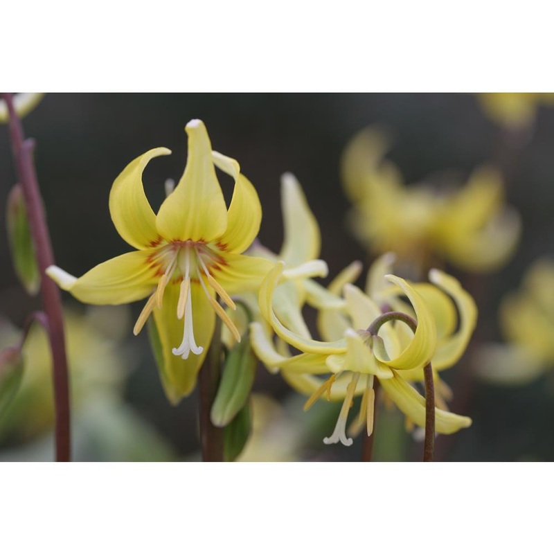 Erythronium Pagoda 1.5L