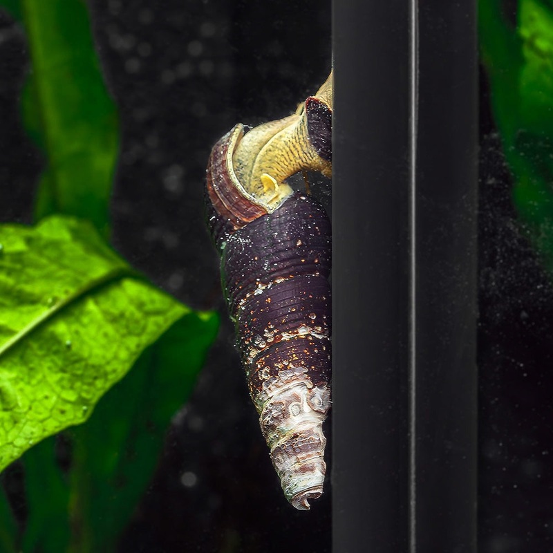 Gold Rabbit Snails|Imported|1 Snail