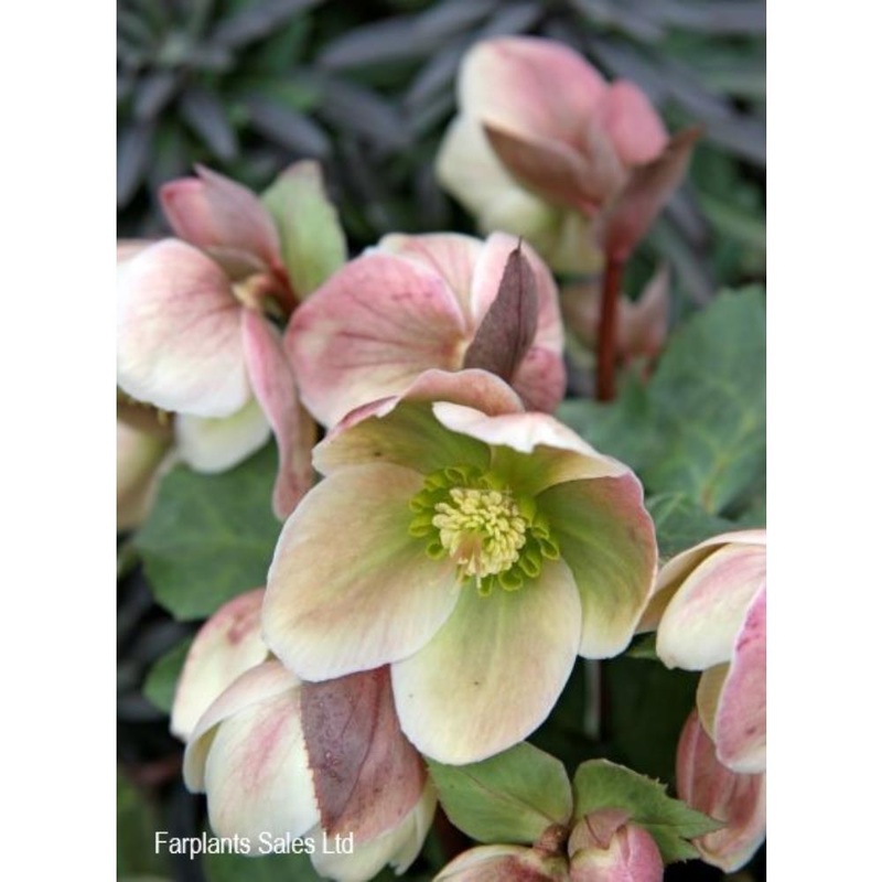 Helleborus Walberton Ivory Prince 1L