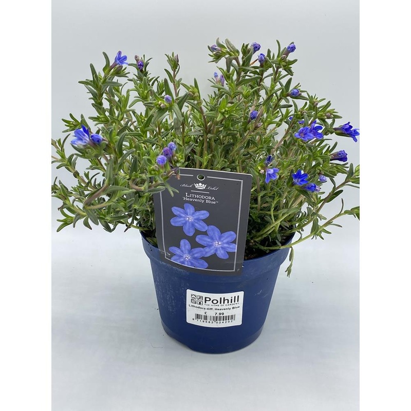 Lithodora Diff. Heavenly Blue 15 Cm