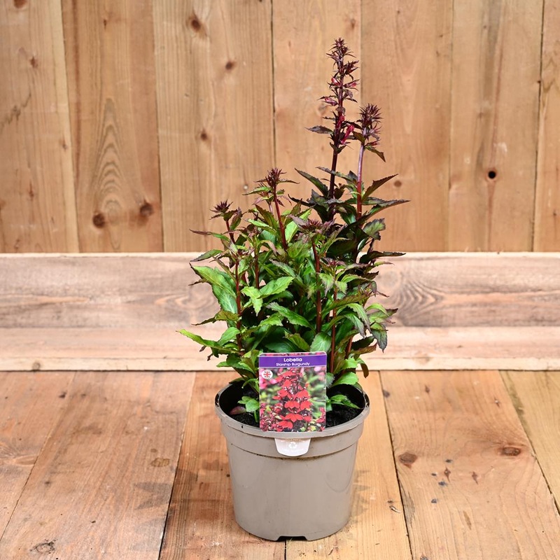 Lobelia Starship Burgundy 3L